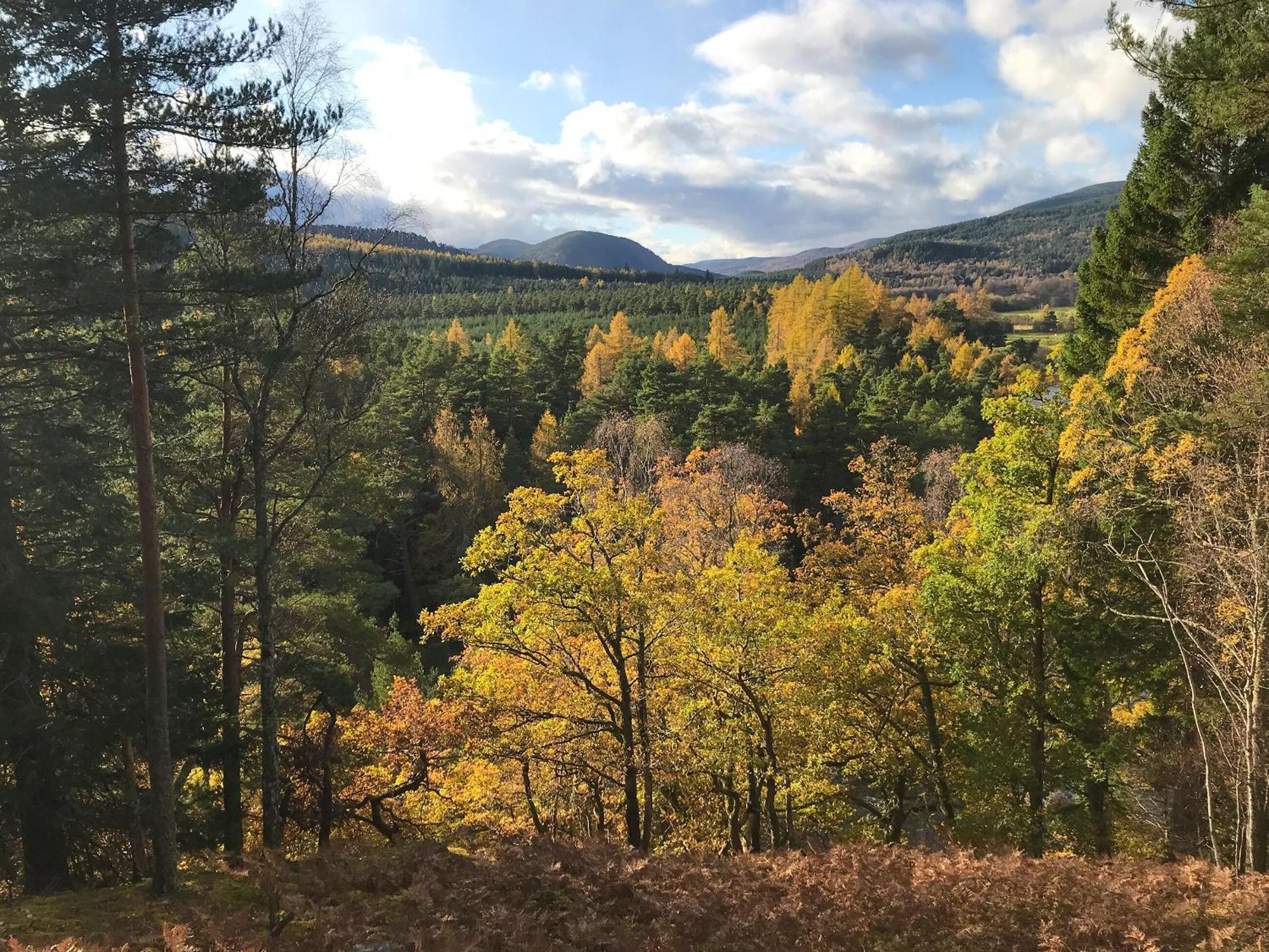 Sycamore Cottage - Uk45923 Ballater Esterno foto